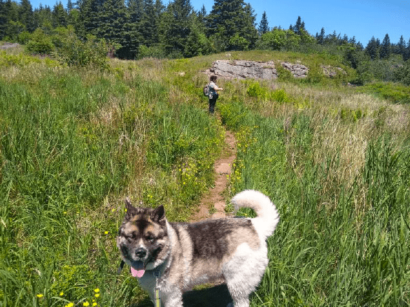 Man on a nature walk with dog.