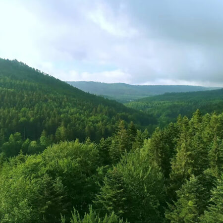 forest Scenic landscape of forest.