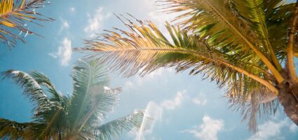 Tall palm trees with green fronds are seen from below against a bright blue sky with scattered clouds. Sunlight shines through the leaves, creating a warm, tropical atmosphere.