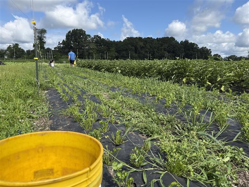 A person walks through rows of crops in a green field under a partly cloudy sky. A yellow bucket is seen in the foreground, and trees line the background.