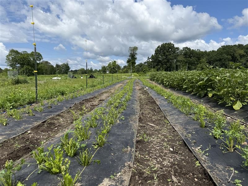 Rows of green crops growing in a field under a partly cloudy sky, with some plants covered by black plastic mulch and trees in the background.